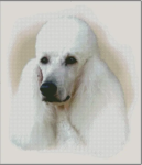 (image for) Poodle